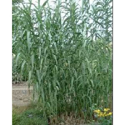 ARUNDO donax