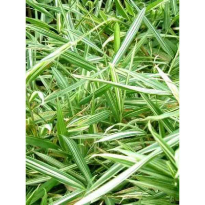 ARUNDINARIA variegata
