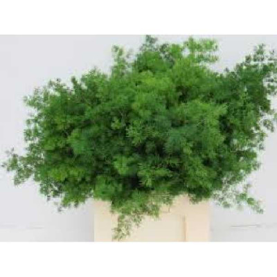ASPARAGUS umbellatus