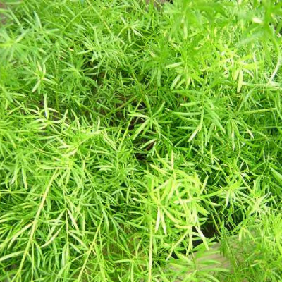 ASPARAGUS densiflorus Sprengerii
