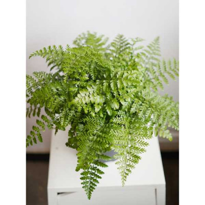 ASPLENIUM parvati