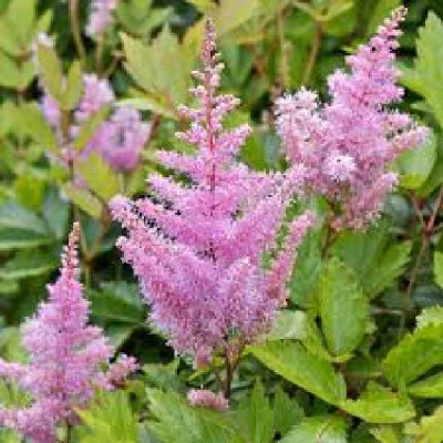 ASTILBE arendsii Anita pfeifer
