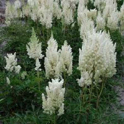 ASTILBE arendsii Weisse gloria
