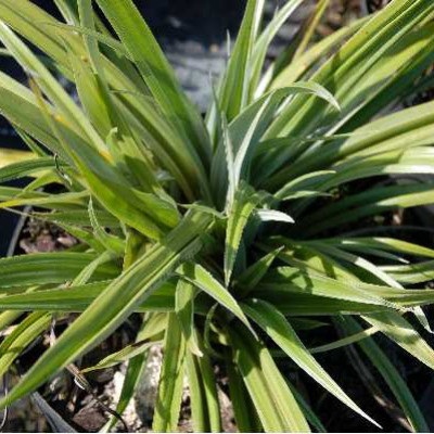 ASTELIA banksii