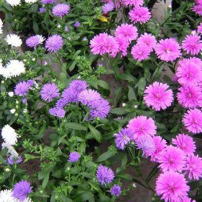ASTER