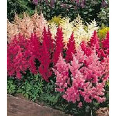 ASTILBE