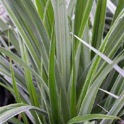 ASTELIA nervosa Silver shadow