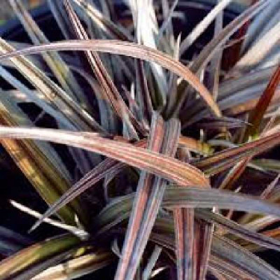 ASTELIA nervosa Son of red devil