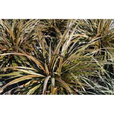 ASTELIA nervosa Westerland vert bronze