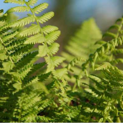ATHYRIUM felix femina