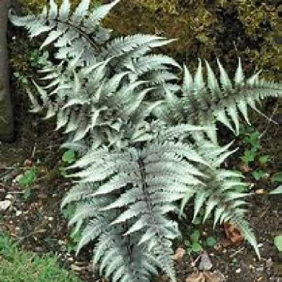 ATHYRIUM niponicum Pictum metallicum