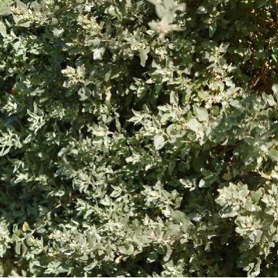 ATRIPLEX halimus
