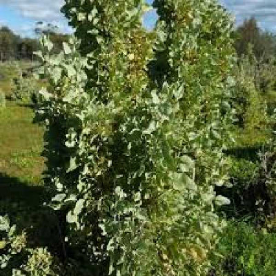 ATRIPLEX nummularia