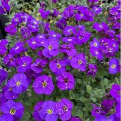 AUBRIETA  BLEU
