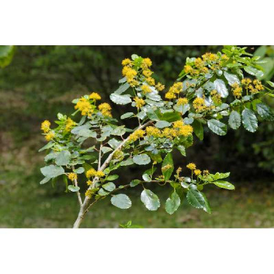 AZARA dentata