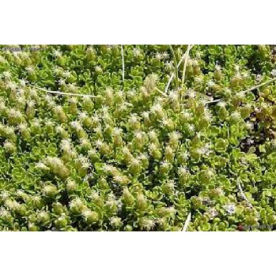 BACCHARIS magallanica