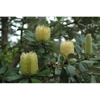 BANKSIA integrifolia