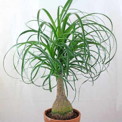 BEAUCARNEA recurvata