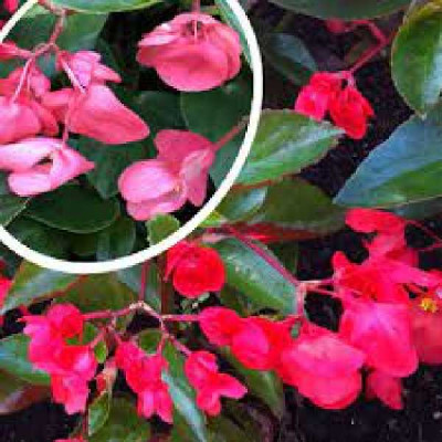 BEGONIA  Dragon wings