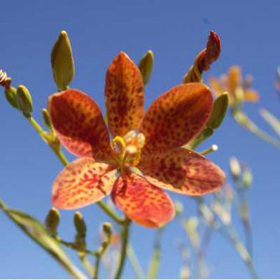 BELAMCANDA chinensis
