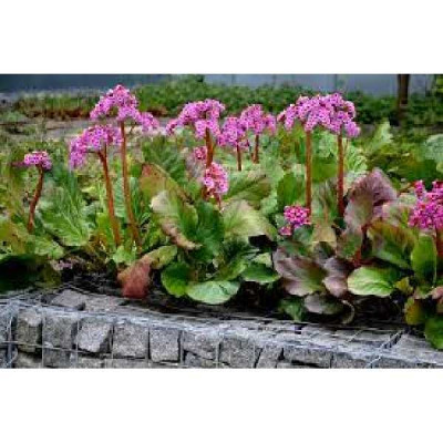 BERGENIA