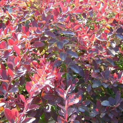 BERBERIS ottawensis Auricoma