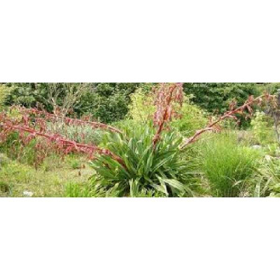 BESCHORNERIA yuccoides Quick silver