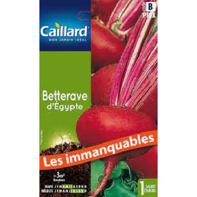 BETTERAVE D'EGYPTE b  CAILLARD