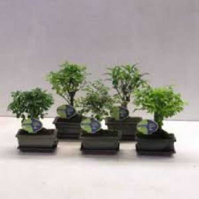 BONZAI  Varié + soucoupe