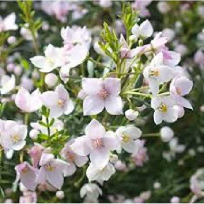 BORONIA anemonifolia Pink star
