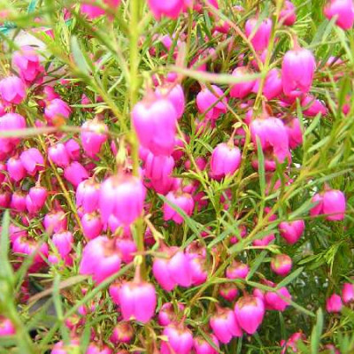BORONIA heterophylla Rubra