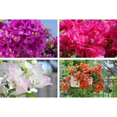 BOUGAINVILLIER