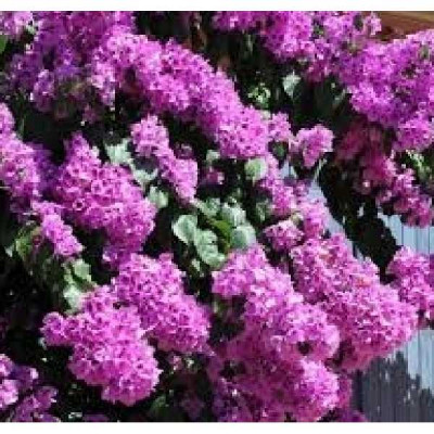 BOUGAINVILLIER  Violet de meze