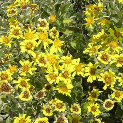 BRACHYGLOTTIS greyi