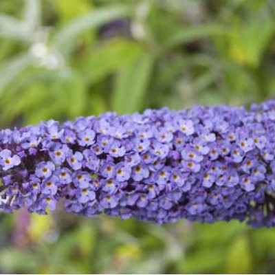 BUDDLEIA davidii Empire blue