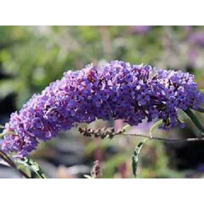 BUDDLEIA davidii Nanho blue
