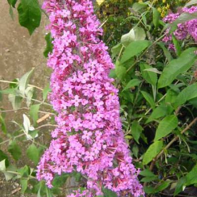 BUDDLEIA davidii Pink delight