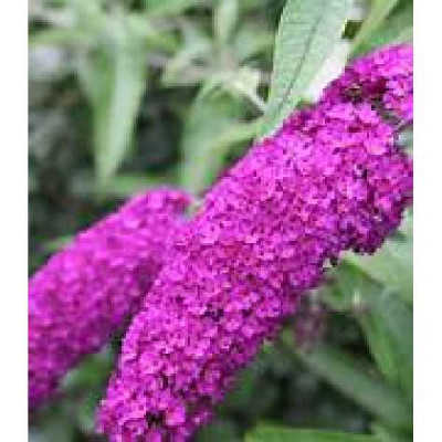 BUDDLEIA davidii Royal red