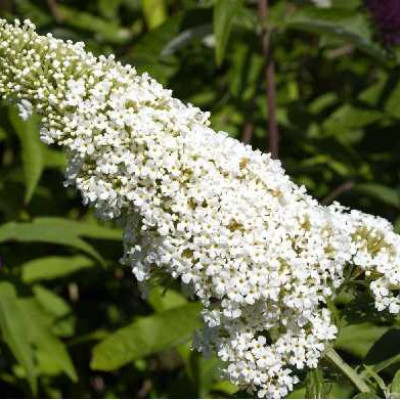 BUDDLEIA davidii White profusion