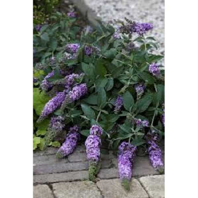 BUDDLEIA  Lilac chip
