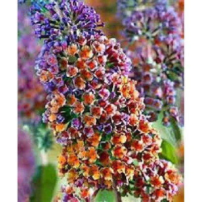 BUDDLEIA weyerana Flower power