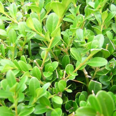 BUXUS sempervirens