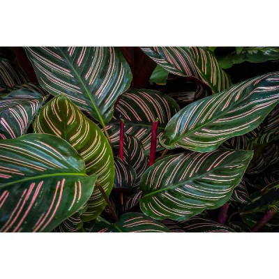 CALATHEA  Pinstripe
