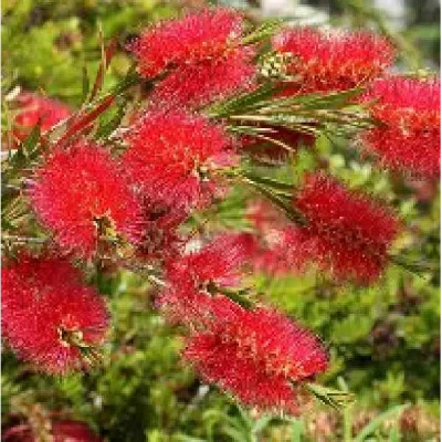 CALLISTEMON citrinus Splendens
