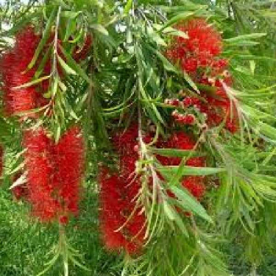 CALLISTEMON hannah Ray