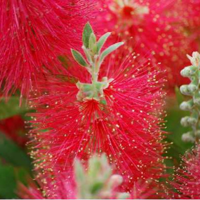 CALLISTEMON laevis