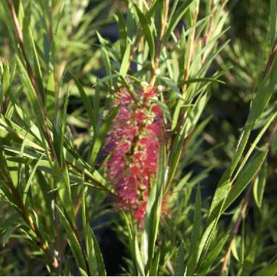 CALLISTEMON rigidus