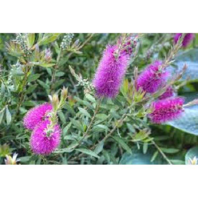 CALLISTEMON violaceus