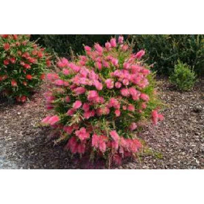 CALLISTEMON perth Pink