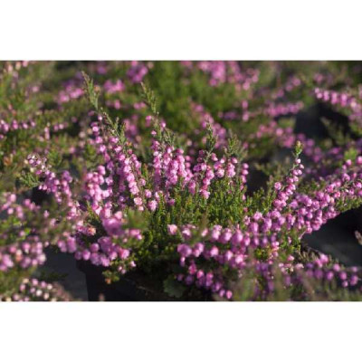CALLUNA  Red favorit
